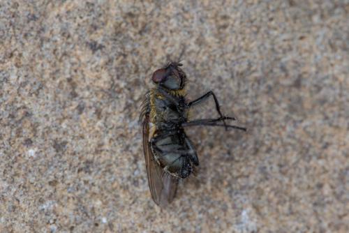 Pollenia sp.